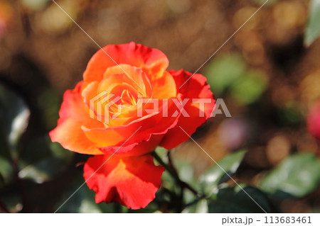 荒尾市　おもやい市民花壇　バラの花、 113683461