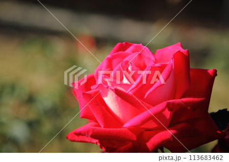 荒尾市　おもやい市民花壇　バラの花、 113683462