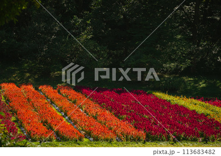 秋の森林公園に咲く羽毛ケイトウの花 113683482