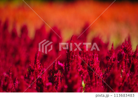秋の森林公園に咲く羽毛ケイトウの花 113683483