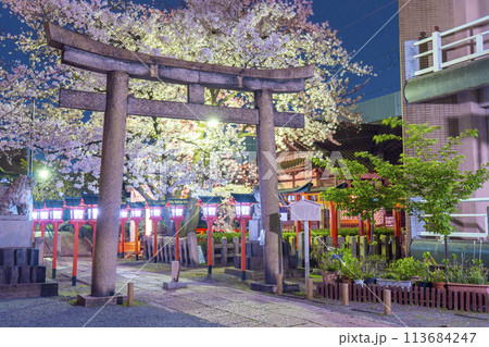 京都　六孫王神社　満開の夜桜 113684247