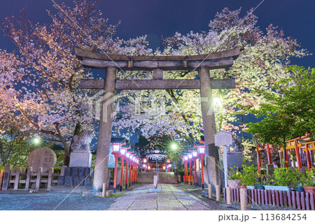 京都 六孫王神社 満開の夜桜 京都 六孫王神社 満開の夜桜 113684254