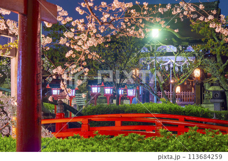 京都　六孫王神社　満開の夜桜 113684259