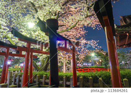 京都　六孫王神社　満開の夜桜 113684261