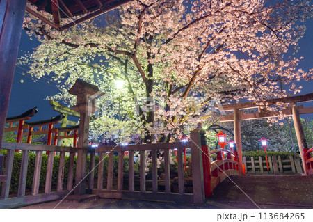 京都　六孫王神社　満開の夜桜 113684265