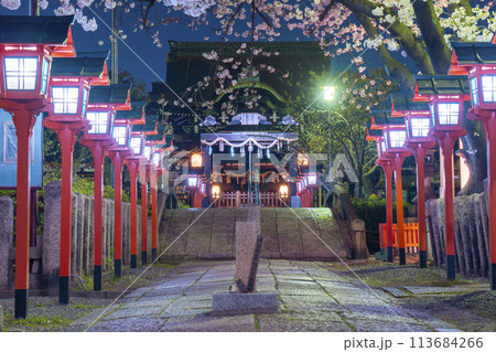 京都　六孫王神社　満開の夜桜 113684266