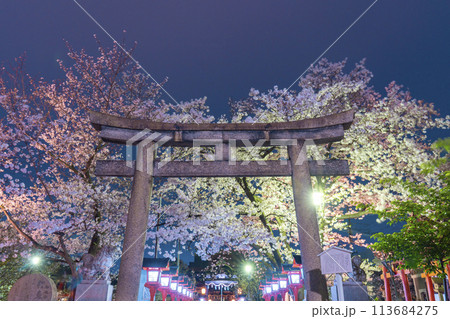 京都　六孫王神社　満開の夜桜 113684275