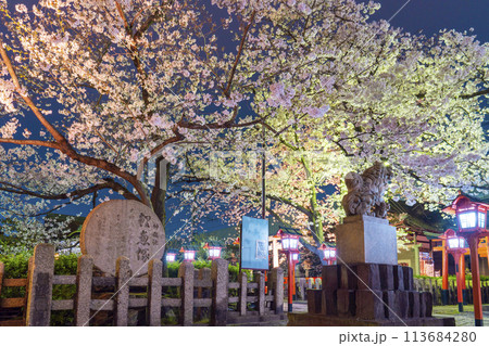 京都 六孫王神社 満開の夜桜と鯉魚塚 京都 六孫王神社 満開の夜桜と鯉魚塚 113684280