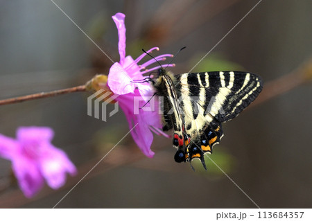 ギフチョウ　雄　コバノミツバツツジに訪花 113684357