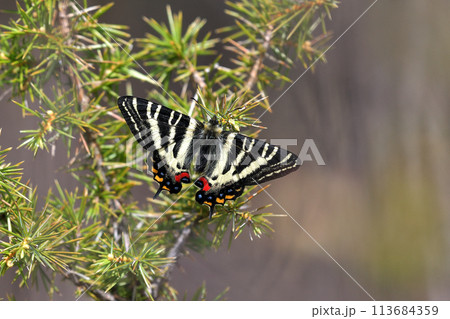 ギフチョウ　新鮮な雄個体　飛び疲れて休息 113684359