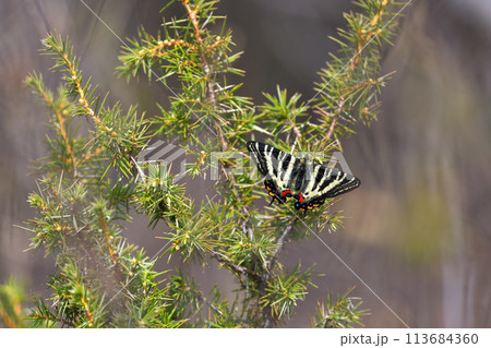 ギフチョウ 新鮮な雄個体 飛び疲れて休息 ギフチョウ 新鮮な雄個体 飛び疲れて休息 113684360