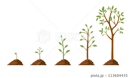 Tree grow. Plant growth from seed to sapling with green leaf. Stages of seedling and growing trees in soil. Gardening process vector concept. Eco, botanical cultivation, green foliage Tree grow. Plant growth from seed to sapling with green leaf. Stages of seedling and growing trees in soil. Gardening process vector concept. Eco, botanical cultivation, green foliage 113684435