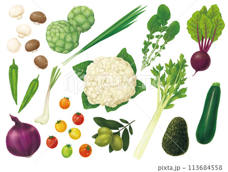 野菜のイラストセット4 113684558