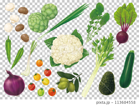 野菜のイラストセット4 113684558
