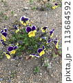 花 113684592