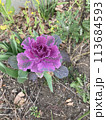 花 113684593