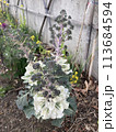 花 113684594