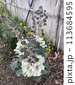 花 113684595