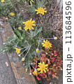 花 113684596