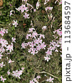花 113684597