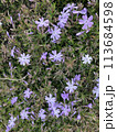 花 113684598