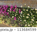 花 113684599