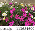 花 113684600