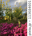 花 113684601
