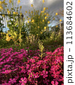 花 113684602
