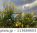 花 113684603