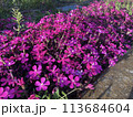 花 113684604