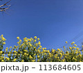 花と青空 113684605