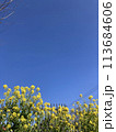 花と青空 113684606