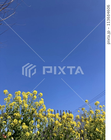 花と青空 花と青空 113684606