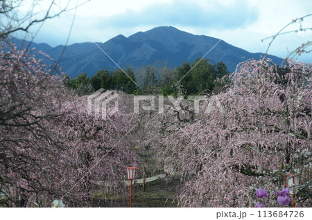 鈴鹿の森庭園 鈴鹿の森庭園 113684726