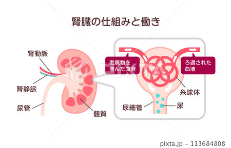 腎臓の仕組みと働き ベクターイラスト 113684808