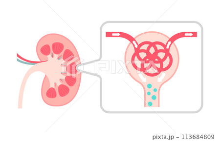 腎臓の仕組みと働き ベクターイラスト (文字なし) 113684809