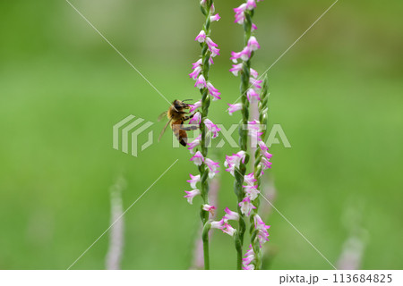 ネジバナ ネジレバナ 綟摺 113684825