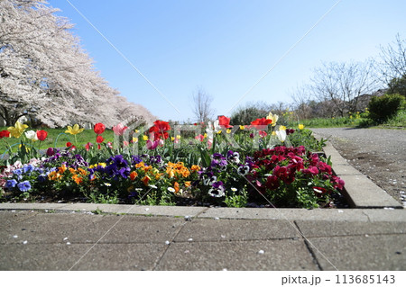 春の青空に映える色とりどりのチューリップやパンジーの花とソメイヨシノの桜の花 113685143