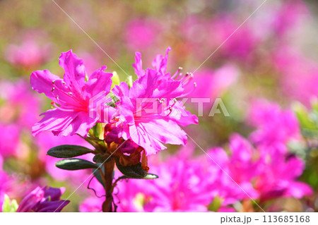 ツツジ（躑躅） 113685168