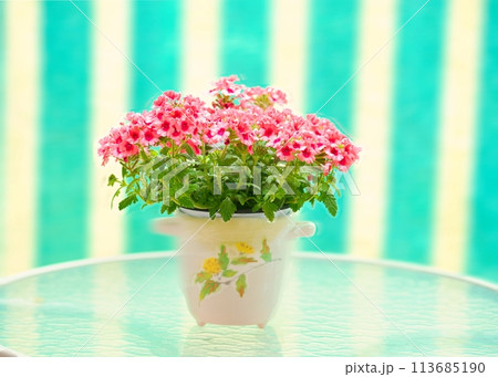 かわいい花色の生花を鉢に植えて愛でる 113685190