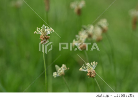 背景 バックグラウンド バックグランド 113685208