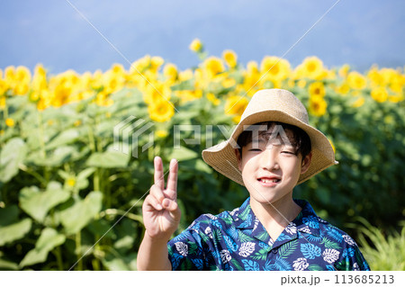 ひまわり畑を歩く子供 ひまわり畑を歩く子供 113685213