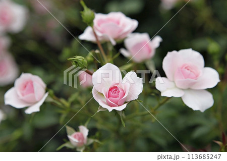 pink flowers in the garden 113685247