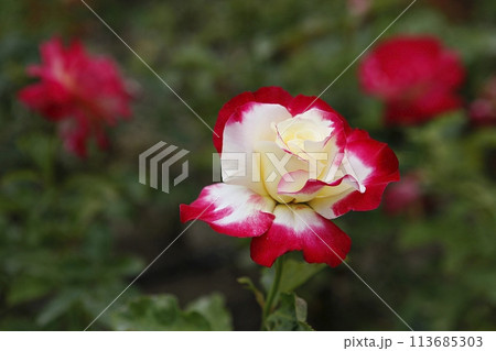 pink flowers in the garden pink flowers in the garden 113685303