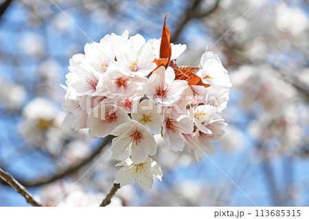 桜の花 113685315