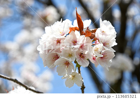 桜の花 113685321