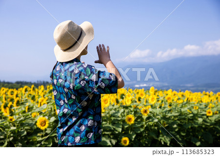ひまわり畑を歩く子供 113685323