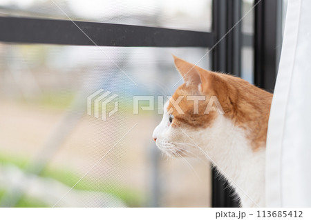窓から外を眺める猫 茶トラ白 窓から外を眺める猫 茶トラ白 113685412