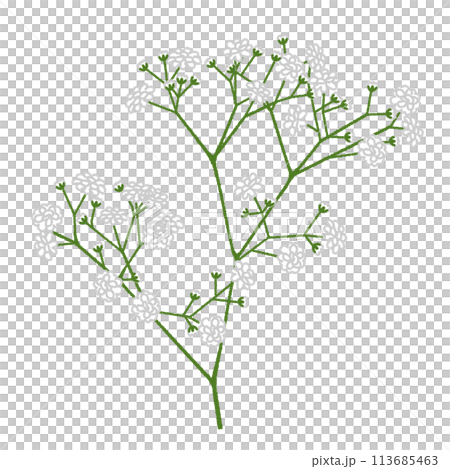 カスミソウ(かすみ草)のイラスト カスミソウ(かすみ草)のイラスト 113685463